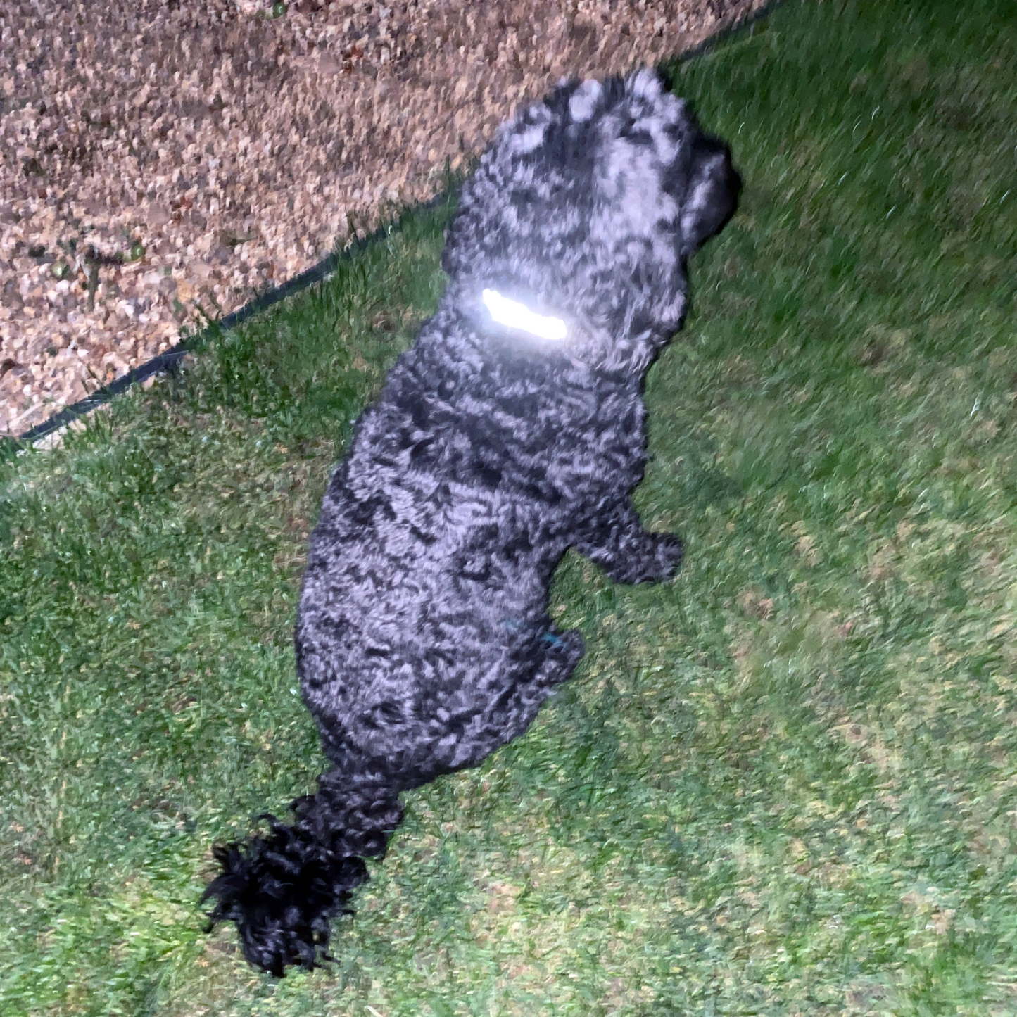 Reflective Collars