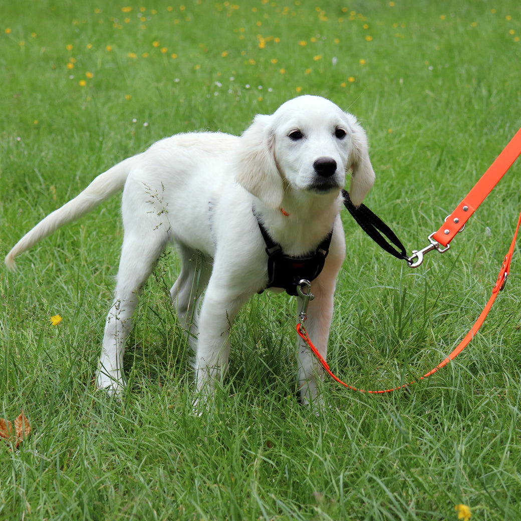 Walking Leads