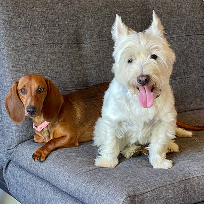 ID Engraved House Collar