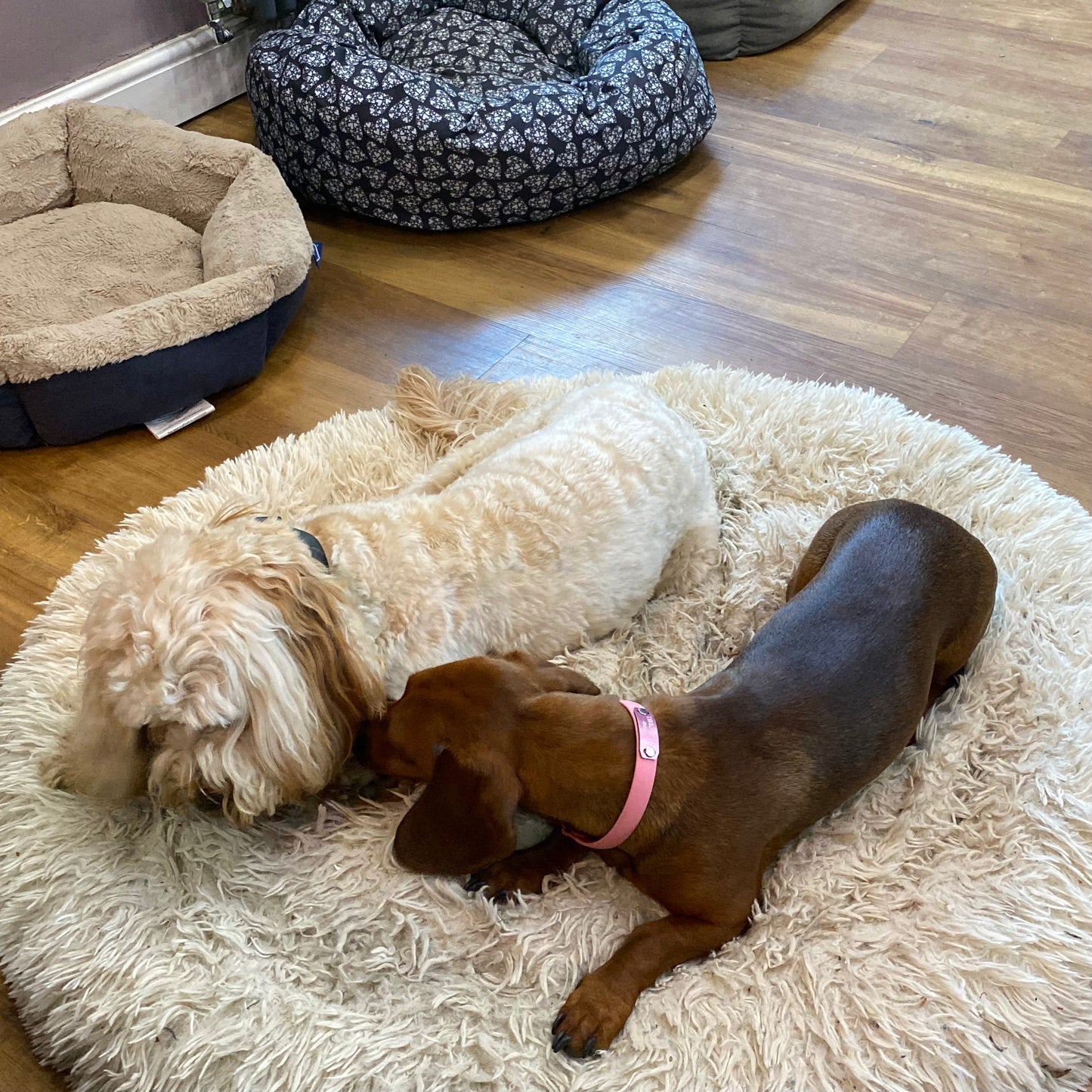 ID Engraved House Collar