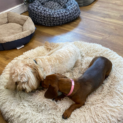 ID Engraved House Collar